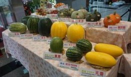 金乡最新大瓜爆料事件,揭秘惊人事件背后的真相